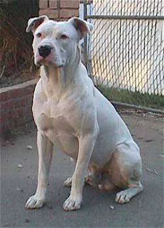 Dogo Guatemalteco