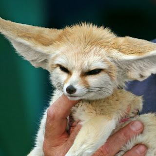 Cute Collection of Fennec Fox.