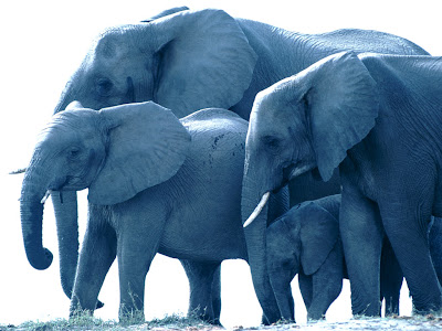 Free Elephant wallpaper for desktop