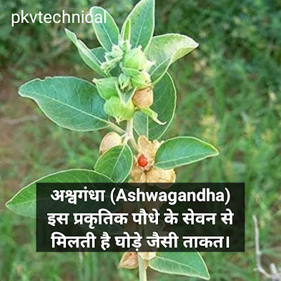 Ashwagandha अश्वगंधा इस औषधि के सेवन से मिलाती है घोड़े जैसा ताकत।