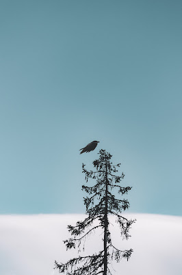 iPhone Wallpapers HD snow tree