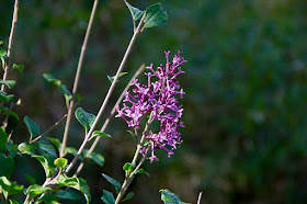 Have you ever seen a lilac in Minnesota blooming past mid-September?