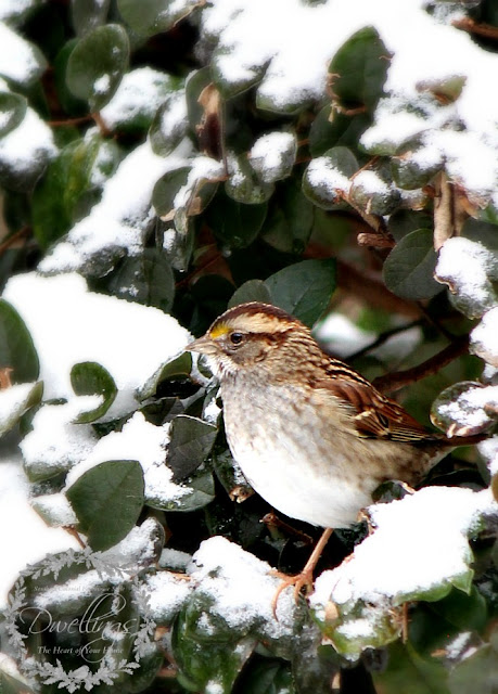 White throated sparrows perching in the loropetalum.