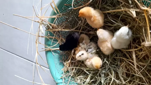 DOC Ayam Kate Garut Umur 1 Hari Kate ABAHAJU Oktober 2020 1
