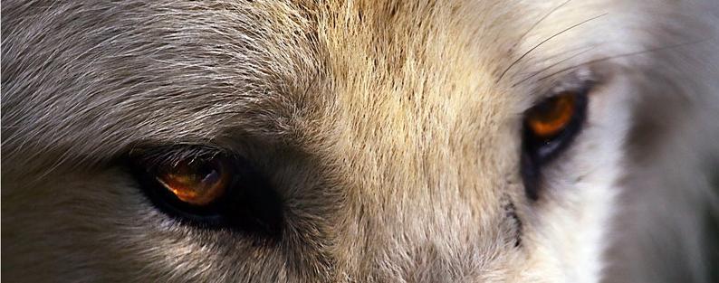White Wolf : Do wolves use their "Eyes" to talk to each 