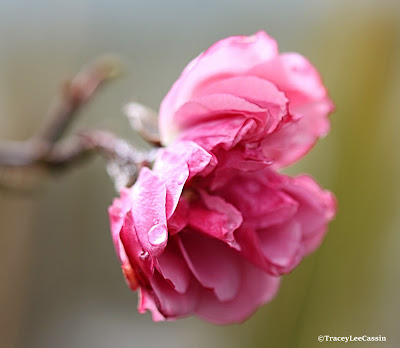 New Zealand Photographer