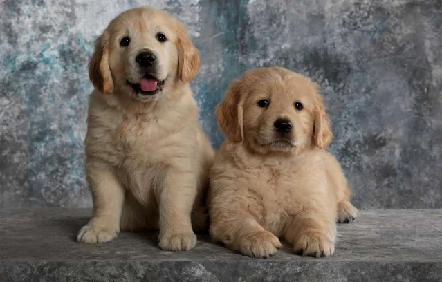 The Golden Retriever is a friendly and intelligent breed of dog known for its luscious golden coat and gentle temperament.