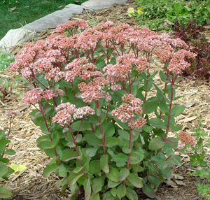 Autumn Joy Stonecrop