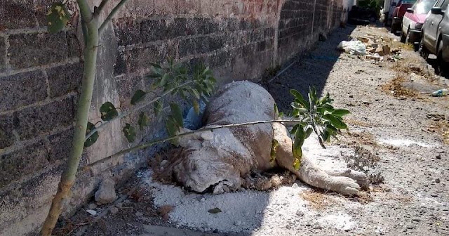 Hallan cadáver de león africano tirado en calles de Iztapalapa