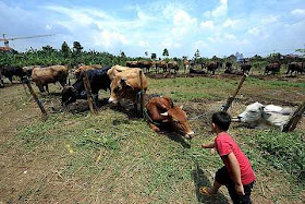 the Eid Al-Adha festival in Jakarta