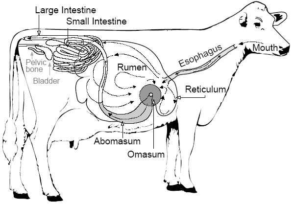 The four stomach compartments work together;