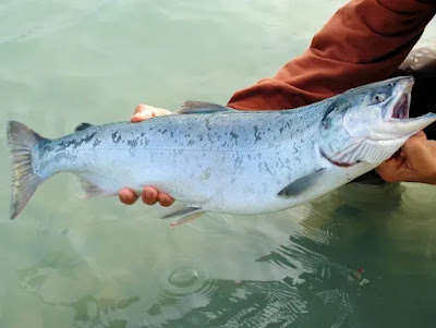 khasiat ikan salmon
