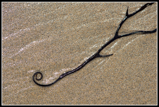 Nova Scotia; Hirtle's Beach; Beach; Atlantic; Shore; Maritimes; Seaweed