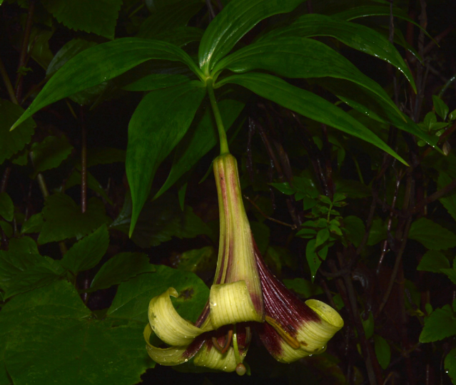 Лилия непальская (Lilium nepalense)