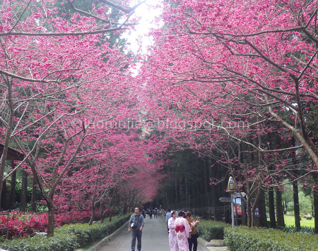 Formosan Aboriginal Culture Village cherry blossom