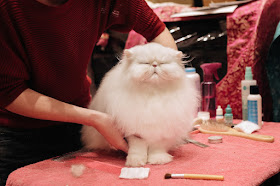 7 Epically Adorable Pictures From The Norwegian Forest Cat Show