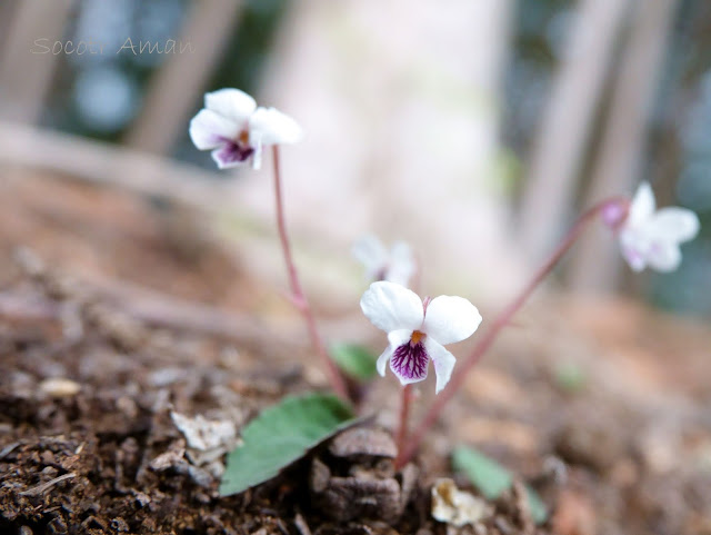 Viola sieboldii