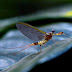 Mayfly