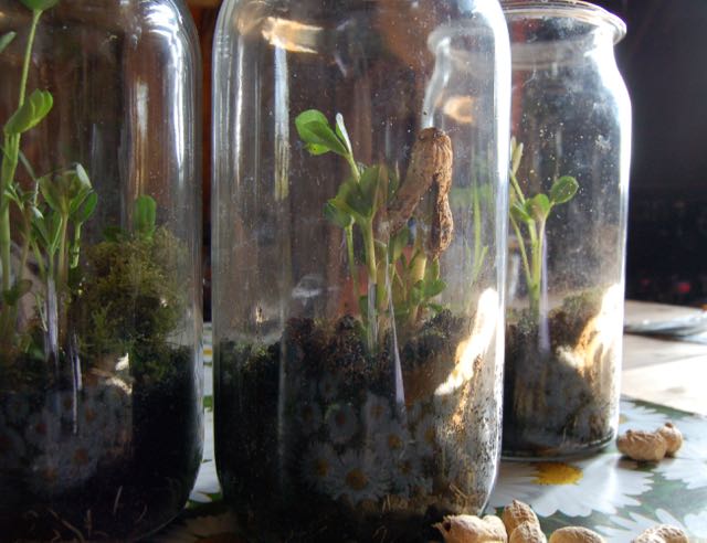 peanut growing in jar