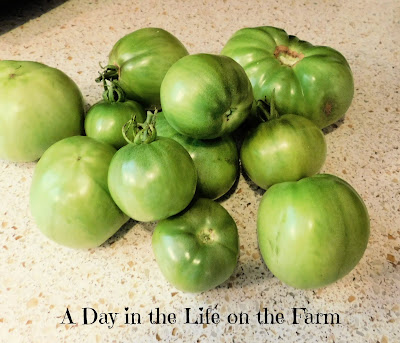 Green Tomatoes