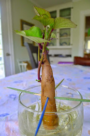 Growing sweet potato slips