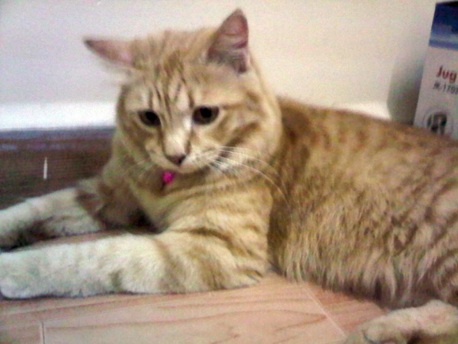 Love.is.chenta: Awak sayang Kucing tak?BULU diorang 