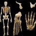 Bones and Skeleton : The skeleton of an adult human consists of 206 bones