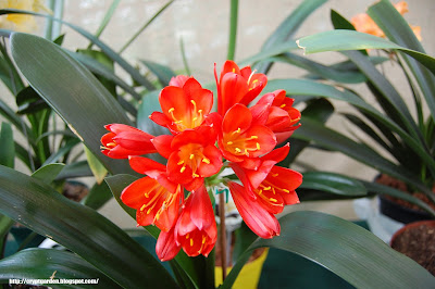 JHB clivia show 2015