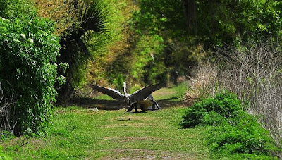 Heron Steals Baby Alligator Seen On www.coolpicturegallery.us