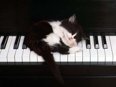 Cat in Piano