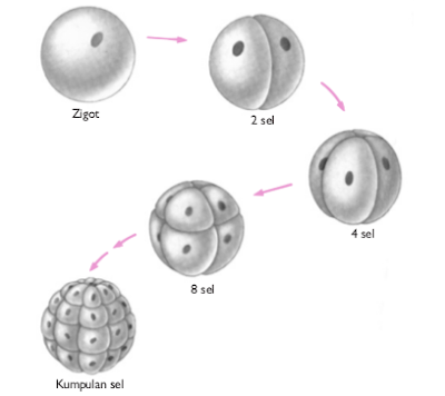 Zigot yang berkembang dengan membelah diri menjadi 2 sel, 4 sel, 8 sel, dan terbentuklan kumpulan sel