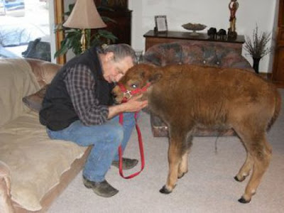 Buffalos Can Also Be Amazing House Pet Seen On  www.coolpicturegallery.us