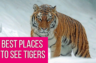 Best places to see tigers in the world