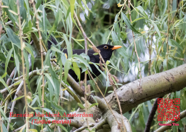 Eurasian blackbird