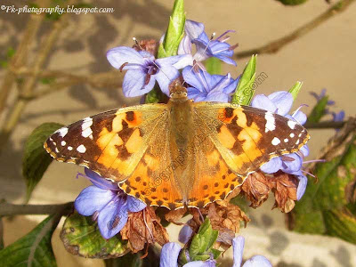 Painted Lady Butterfly