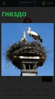 На самом верху колоны птицы свили свое гнездо и кормят птенцов кормом который принесли