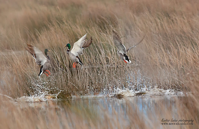 wildlife,nature,colors,water,υδροβιοτοποι,πανιδα της Ελλαδας,αγρια ειδη πουλιων ,Κωστας Λαδάς φωτογραφιες