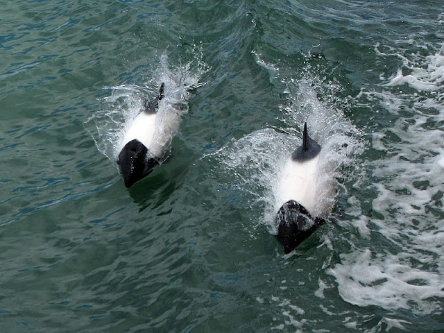 Brightside.com.ng "Commerson's Dolphins" by "Miguel Vieira" is licensed under CC by Attribution 2.0 Generic