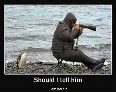 penguins+beautiful+funny+animal+attacks+pictures.jpg