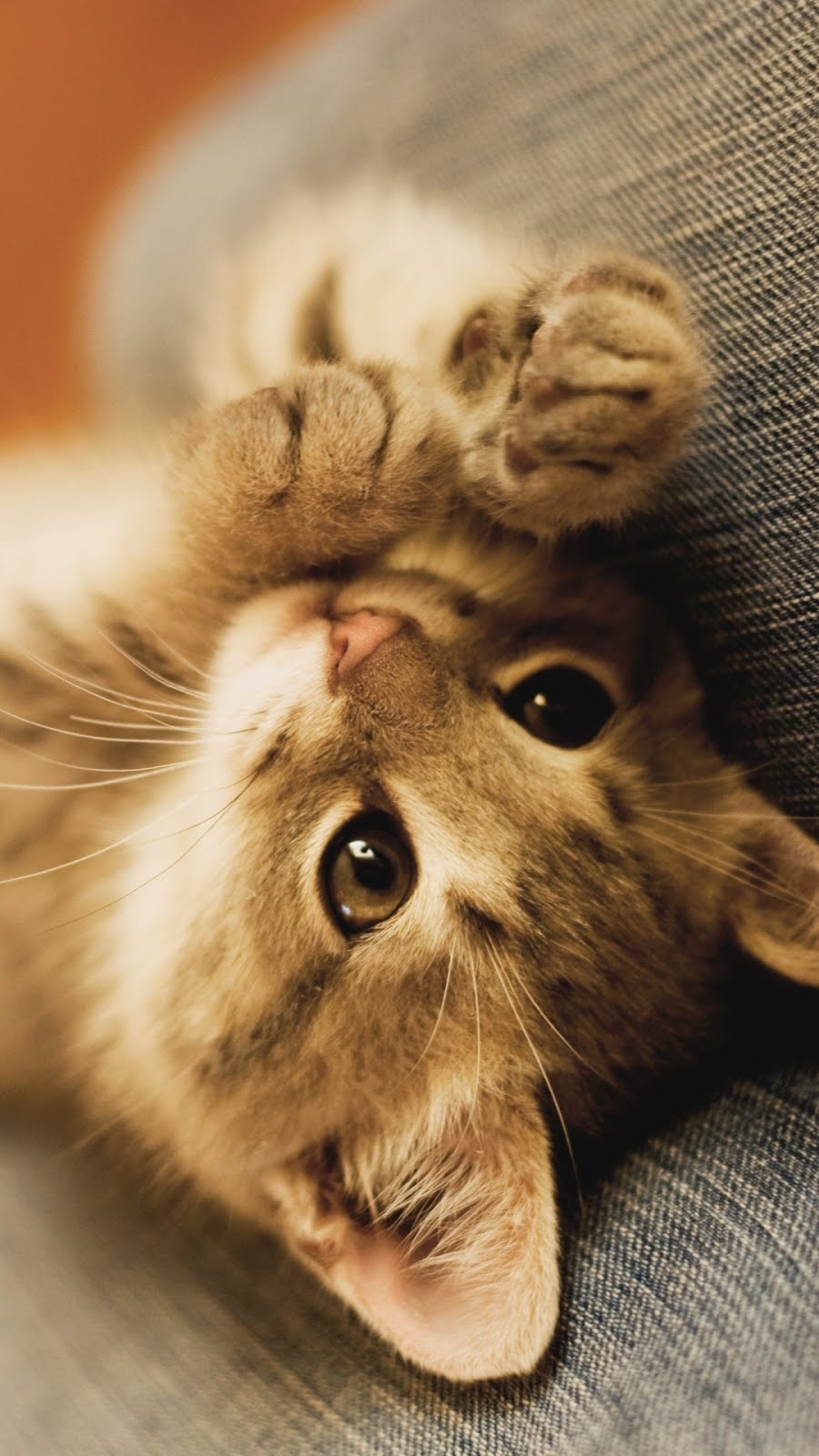 Iphone7 Iphone6 壁紙box かわいい子猫 壁紙