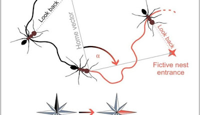 Semut Gurun Gunakan Medan Magnet Bumi Agar Tak Tersesat