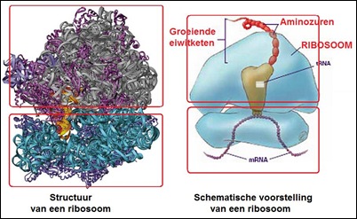 ribosoom2
