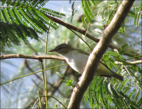 Red Eyed Vireo Bird (2)