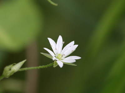 コンプリート！ 繁縷 174217-繁縷