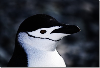 Serious Chin Strap