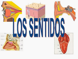 http://www.gobiernodecanarias.org/educacion/3/WebC/eltanque/lossentidos/organosdelossentidos_p.html