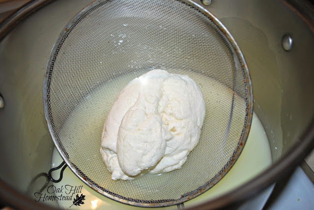 Cheese curds in a metal strainer, draining the curds and whey.