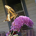 Giant Swallowtail in Thomasburg