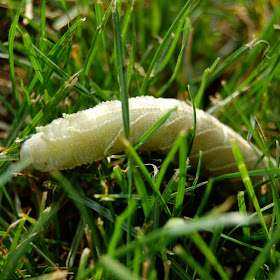 Sphinx moth caterpillar