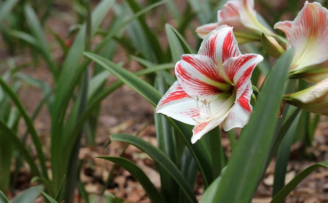 Amaryllis Flowers Pictures